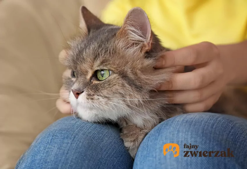 Jeśli nasz pupil nagle przestał przychodzić na kolana, choć do tej pory wprost uwielbiał na nich leżeć, należy przede wszystkim udać się do weterynarza Kot leżący na kolanach