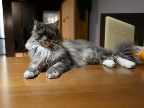 Dlaczego kot nie przychodzi na kolana?