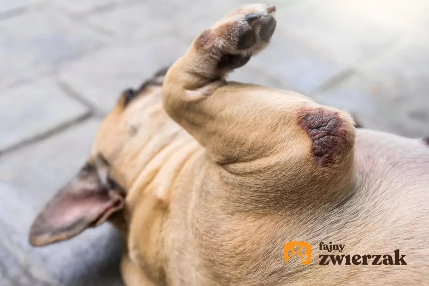 Odciski, zwane fachowo modzelami, pojawiają się głównie na łokciach, stawach skokowych i kolanach Łokieć psa z modzelem