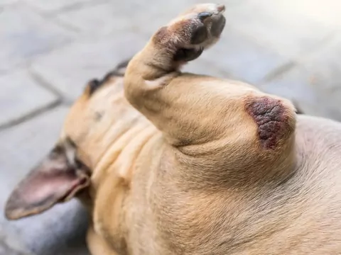 Jak leczyć odciski u psa?