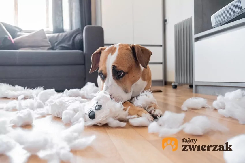 Pies wśród białych strzępków