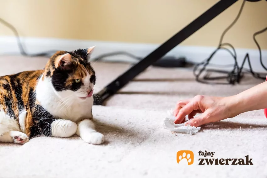 Przeprowadzka, nowy mebel, remont, a nawet zmiana dotychczasowego planu dnia mogą wywołać stres, a ten załatwianie się poza kuwetą Kot leży na podłodze, człowiek wyciera plamę