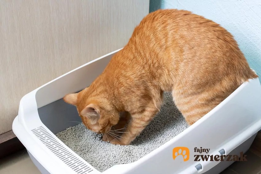 Większość dostępnych na rynku kuwet jest… za mała Rudy kot w kuwecie