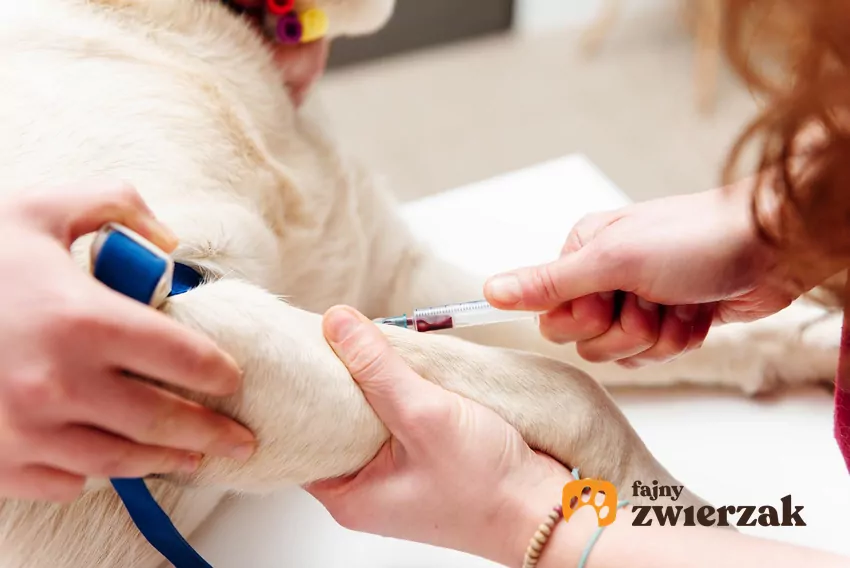 U młodych i zdrowych psów warto wykonać podstawowe badania krwi raz do roku, na przykład przy okazji corocznych szczepień Pobieranie krwi u psa