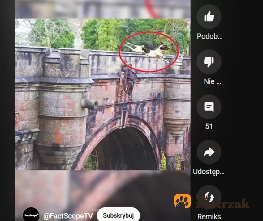 Most Overtoun skłania psy do rzucania się w przepaść, fot. YouTube FactScopeTV Pies skaczący z mostu