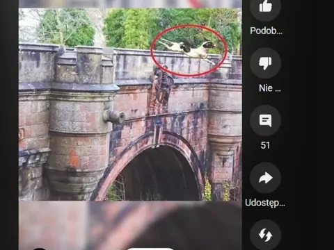 Niebezpieczeństwo dla psów