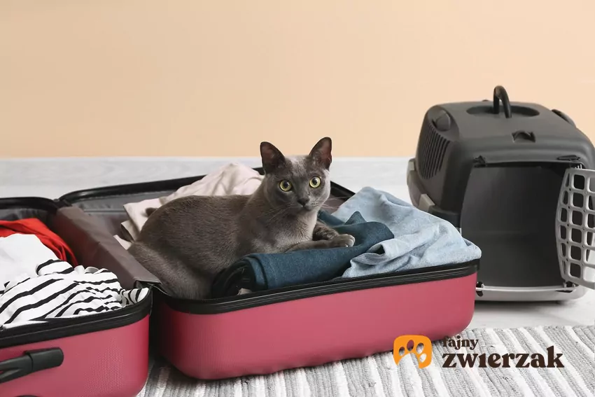 Po przyjeździe do nowego lokum nie wypuszczaj kota od razu z transportera. Ogranicz mu dostęp do jednego, spokojnego pomieszczenia, w którym ustawisz znane mu przedmioty Kot w walizce