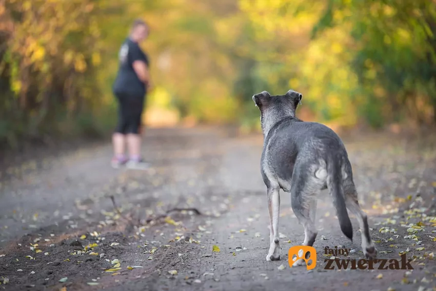 Naukę odwołania warto zacząć od wyboru jednoznacznej komend Pies i człowiek w oddali