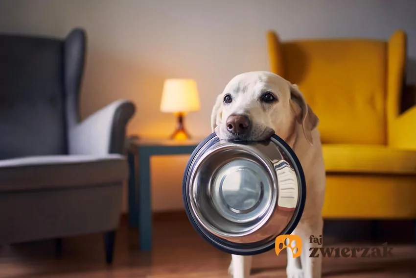 Czasami przyczyny rezygnacji z miski zdają się... absurdalne. Zwierzę może na przykład się jej bać! Pies trzyma miskę w zębach