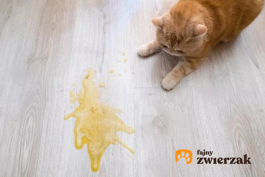 Jeśli Twój kot wymiotuje, warto go uważnie obserwować. Zwróć uwagę na częstotliwość wymiotów, ich wygląd oraz zachowanie pupila Kot i żółta plama