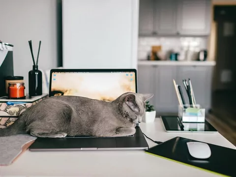 Kot kładzie się na laptopie