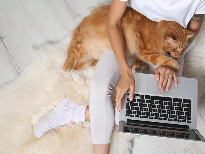 Kot kładzie się na laptopie