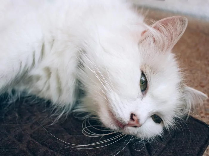 Czy kot czuje się samotny?