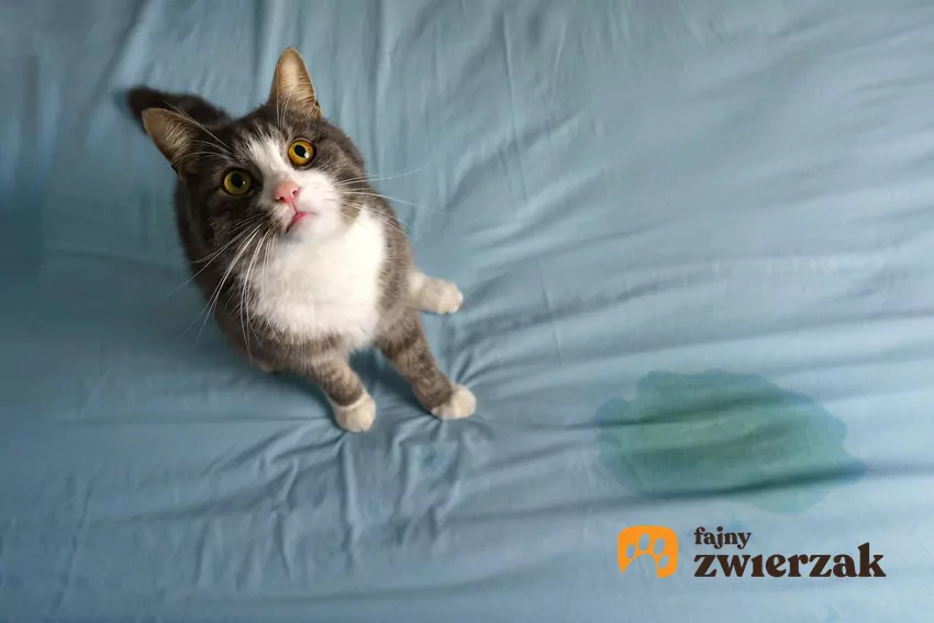 Jeśli kot załatwia się poza kuwetą, trzeba iść z nim do weterynarza Kot na prześcieradle z plamą