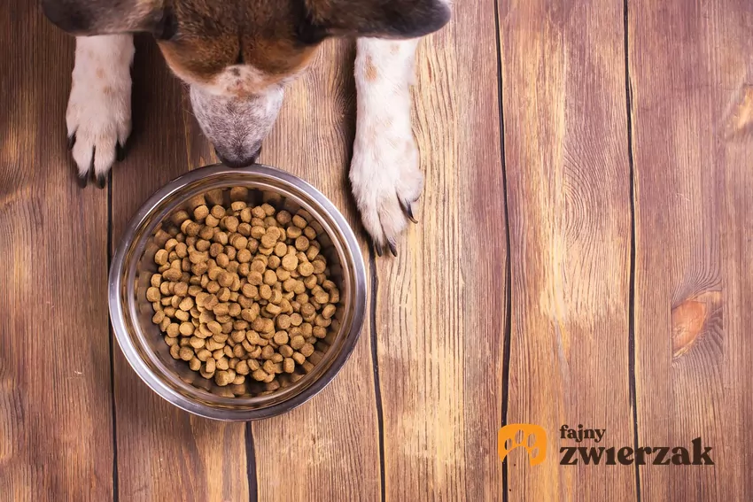 Widok z góry na psa, który leży przy misce pełnej jedzenia