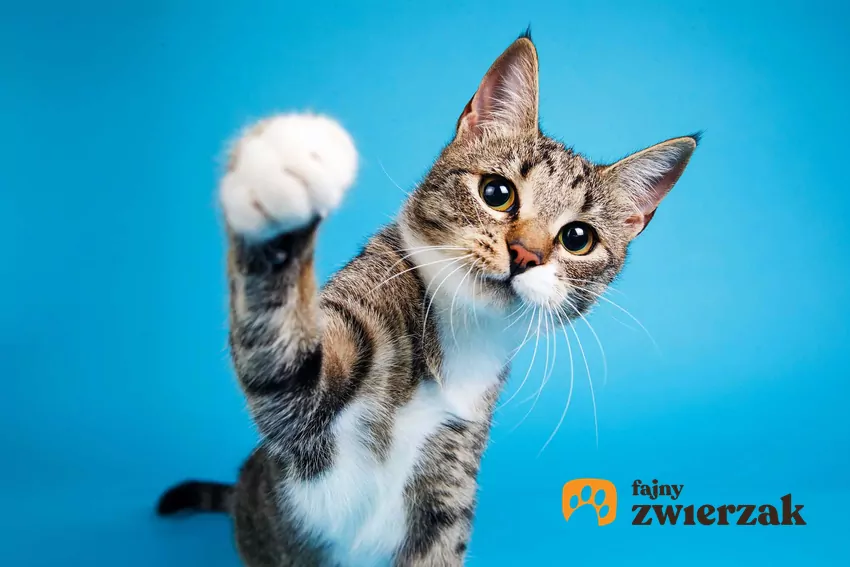 Mały szary kot podnosi łapę i patrzy z zainteresowaniem