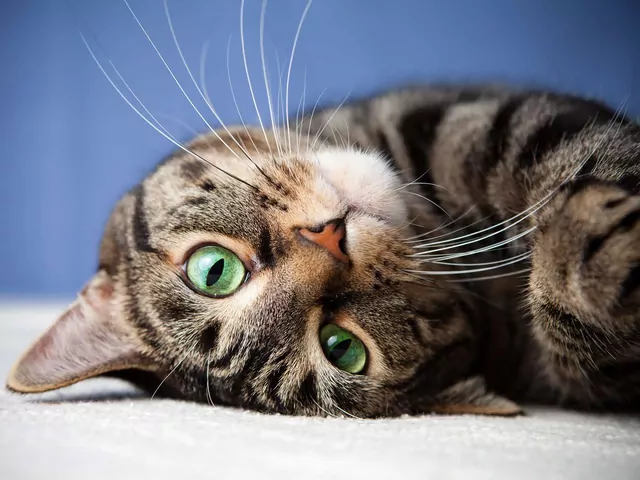 Sygnały, że kot uznaje cię za własność