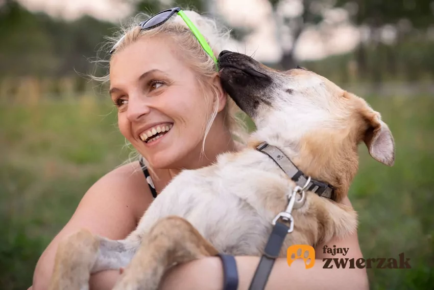 Psy uwielbiają lizać swoich właścicieli z wielu powodów Pies liże po twarzy zadowoloną dziewczynę