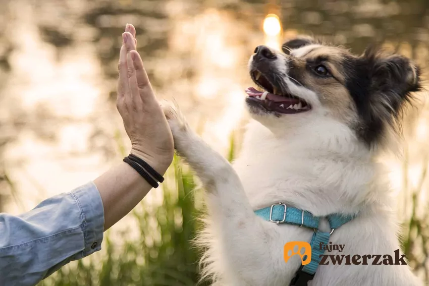 Pies podaje łapę