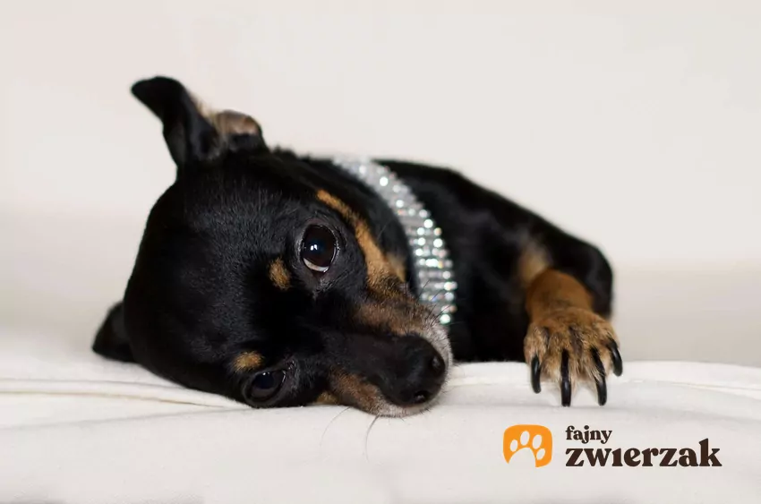 Pies może patrzeć prosto w oczy człowieka z przywiązania Pinczer miniaturowy patrzy na człowieka