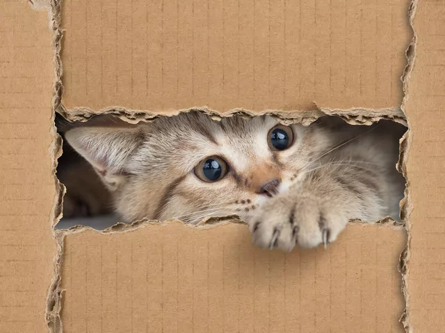 Dlaczego koty lubią kartony?