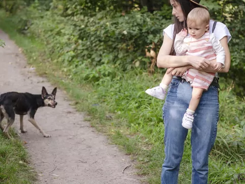 Czym jest kynofobia?