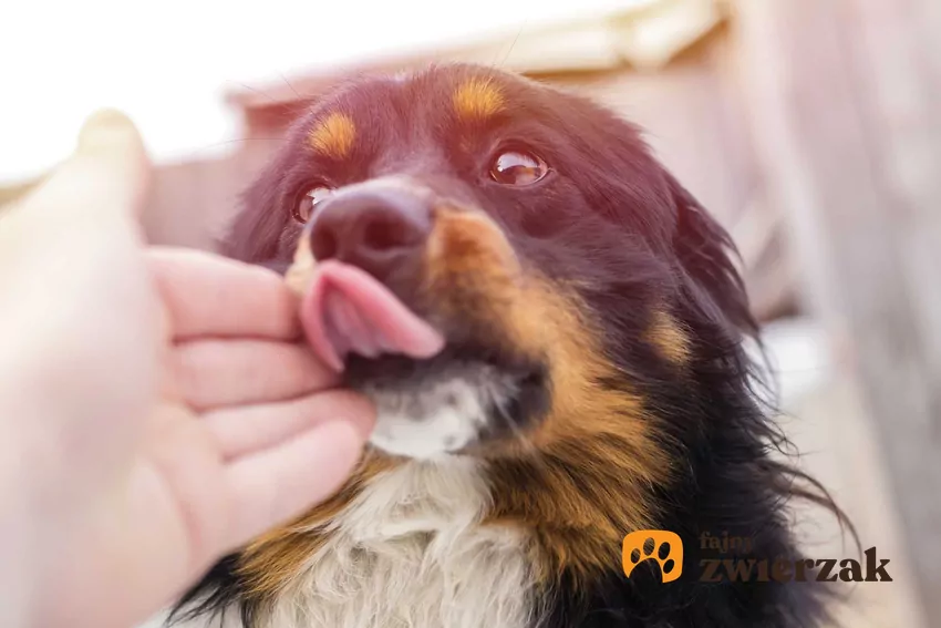 Lizanie przez psa to sposób na okazanie uczuć, szacunku i budowanie więzi Pies liże właściciela