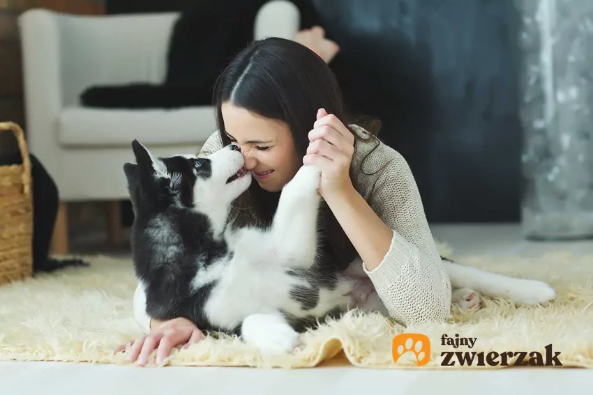 Pies liże