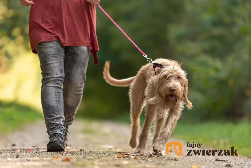 Skuteczna nauka chodzenia na luźnej smyczy opiera się na konsekwencji i pozytywnym wzmocnieniu Pies na napiętej smyczy