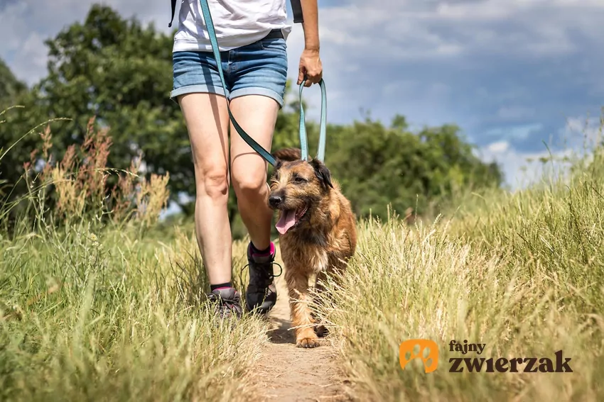 Pies na spacerze