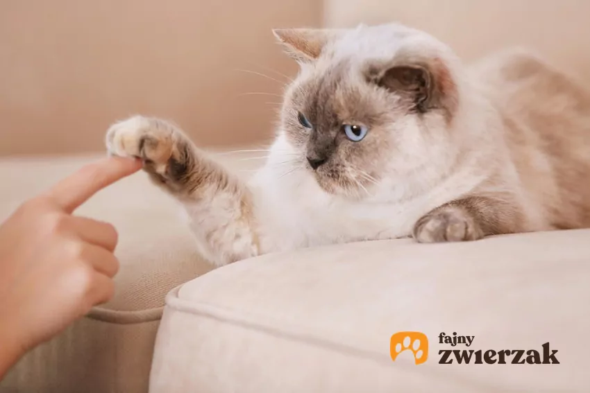 Kot dotyka ludzkiego palca