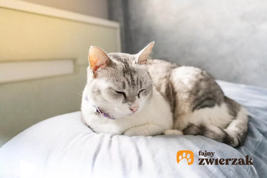Kot śpi na poduszce