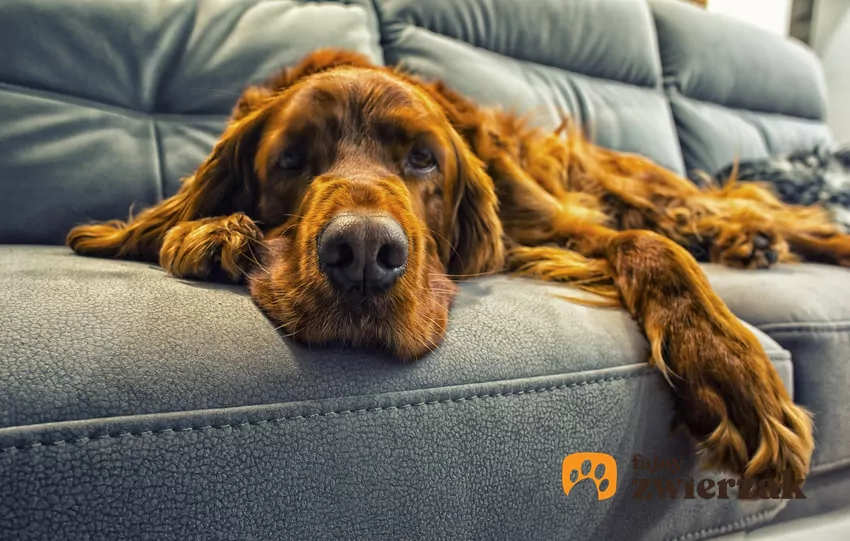 Nagła obojętność może być sygnałem, że coś jest nie tak ze zdrowiem pupila Pies leży na kanapie