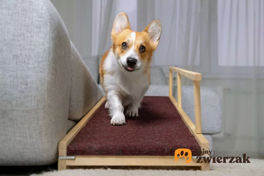 Rampa dla psa jest jednym z elementów profilaktyki stawów Corgi schodzi po rampie z kanapy