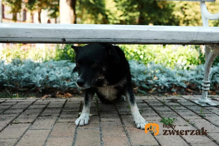 Chociaż psychologia zwierzęca nie używa pojęcia introwersji i ekstrawersji w takim samym znaczeniu jak psychologia ludzka, to psy, podobnie jak ludzie, mają swoje unikalne osobowości Pies pod ławką