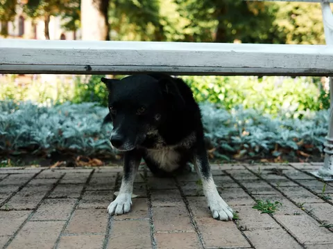 Czy pies może być introwertykiem?