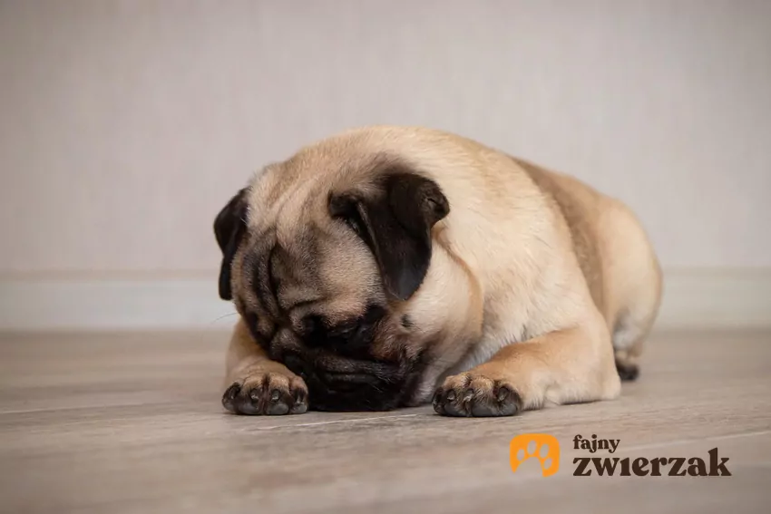Wdychanie szkodliwych zapachów może powodować poważne problemy zdrowotne Pies zasłania nos