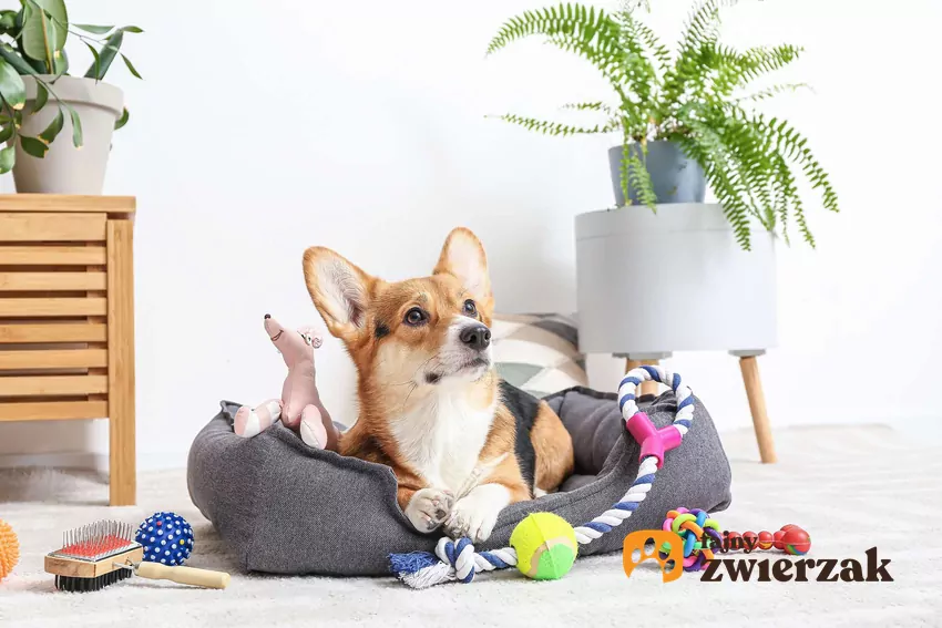 Prosty sposób na zabawkę z butelki może zająć psa na godziny Pies leży w legowisku i jest otoczony zabawkami