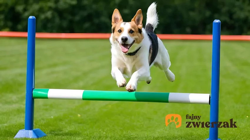 Radosny pies skacze przez przeszkody na torzer agility