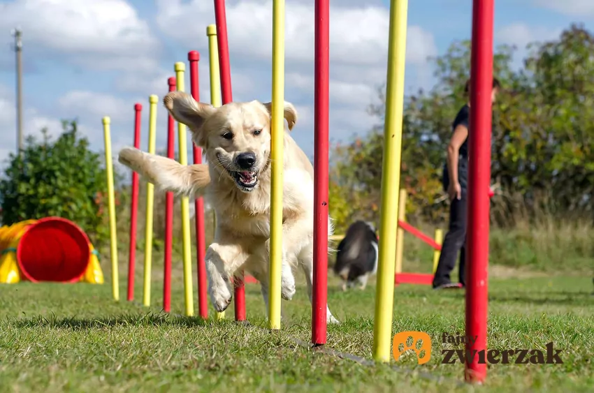 Pies biegnie pomiędzy przeszkodami na torze agility