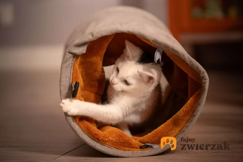 Biało czarny kot bawi się w tunelu