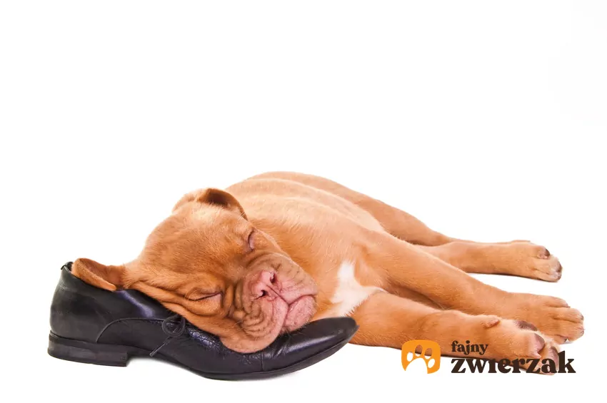 Pies śpi na bucie