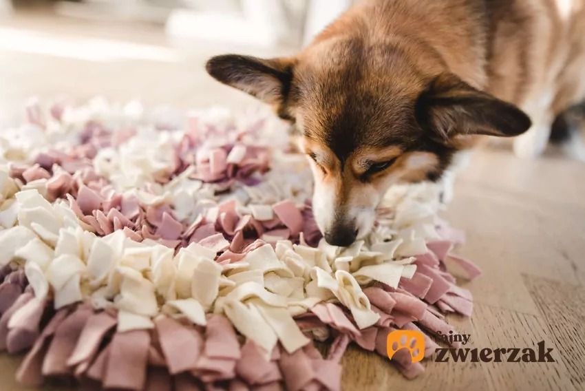 Pies corgi szuka przysmaków w macie węchowej