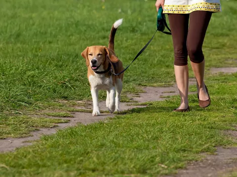 Dlaczego psy potrzebują spacerów?