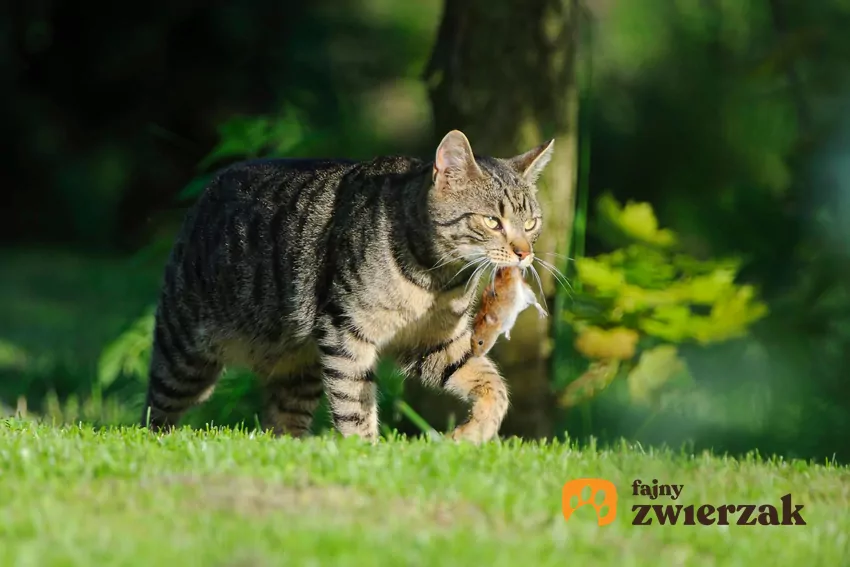 Wśród miłośników kotów popularna jest opinia, że mruczki przynoszą nam martwe zwierzęta, ponieważ chcą… uratować nam życie Kot niesie w pyszczku mysz
