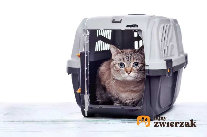Wielu kotom transporter kojarzy się wyłącznie z czymś negatywnym – nużącą podróżą samochodem, wizytą u weterynarza czy stresem związanym z zamknięciem na ograniczonej przestrzeni Kot w transporterze