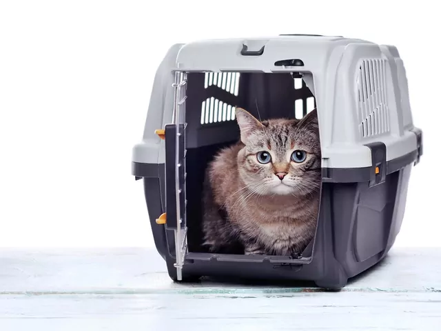 Jak zapakować kota do transportera?