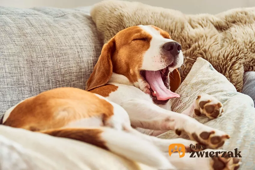 Zabawy z psem potrafią zmęczyć go bardziej niż spacer Ziewający beagle leży na posłaniu