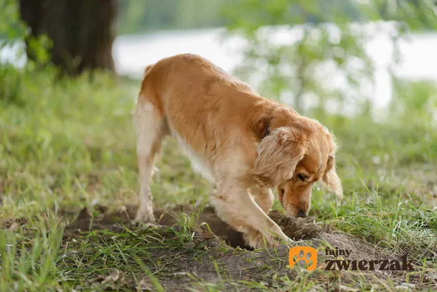 Kopanie dziur to jedno z tych psich zachowań, które często martwi właścicieli – szczególnie, gdy pupil zmienia wypieszczony ogródek w piaskownicę Pies kopie dół