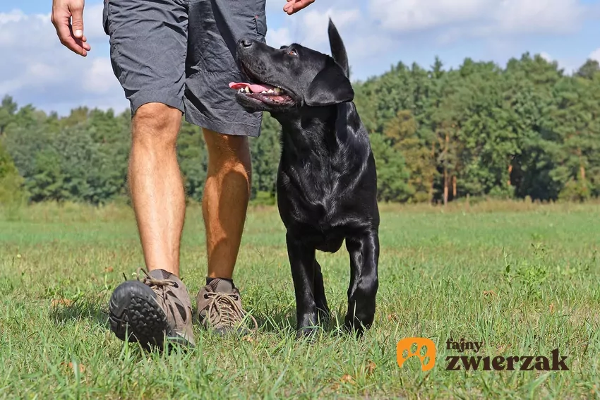 Ustal jasne zasady postępowania z pupilem i pilnuj, żeby wszyscy domownicy się do nich stosowali Pies idzie przy nodze